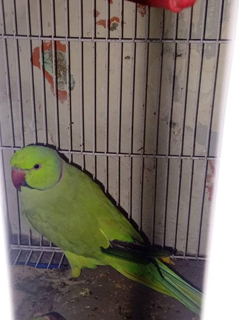 ringneck 0