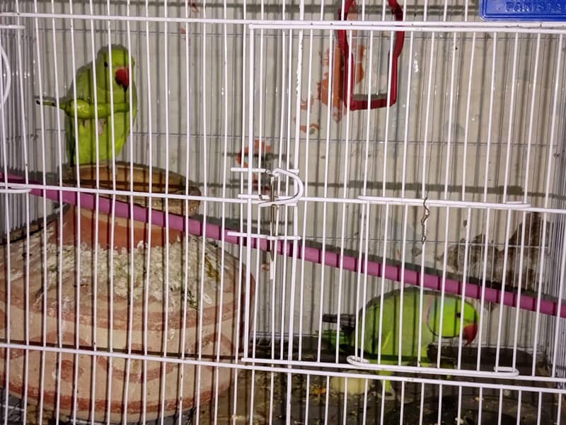 ringneck 1