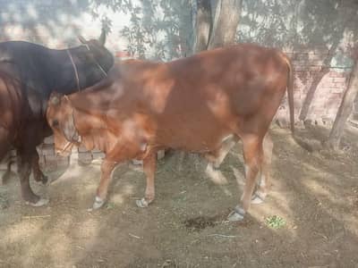 sahiwal bachra