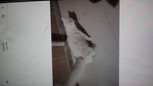 kitten for sale
