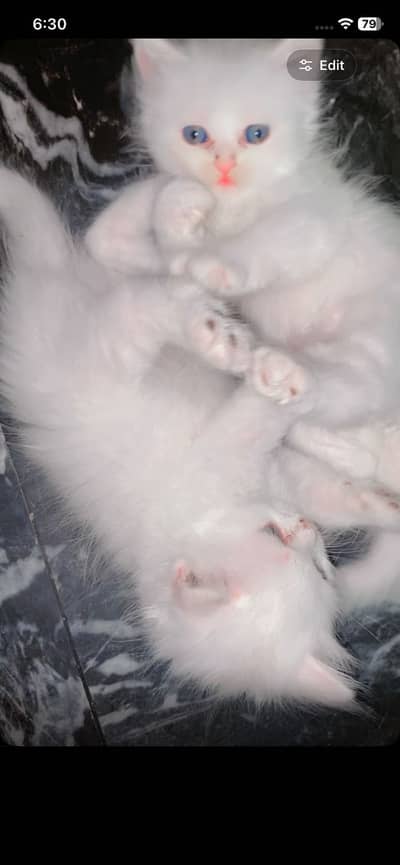 Persian kitten baby