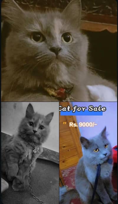 Cats for sale