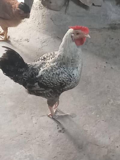 Ghar ka Pala patha murga