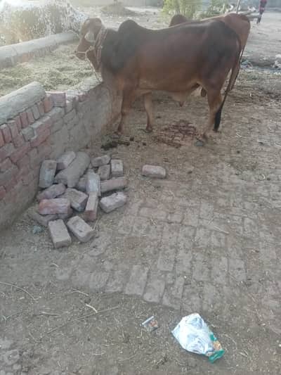 khera vacha palai vala janver ha