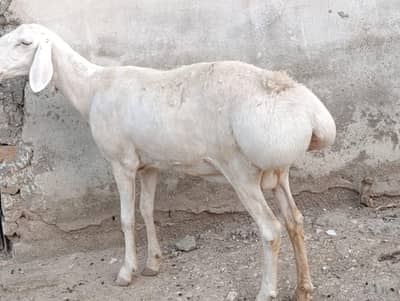 3 Talangangi Female pregnant sheeps
