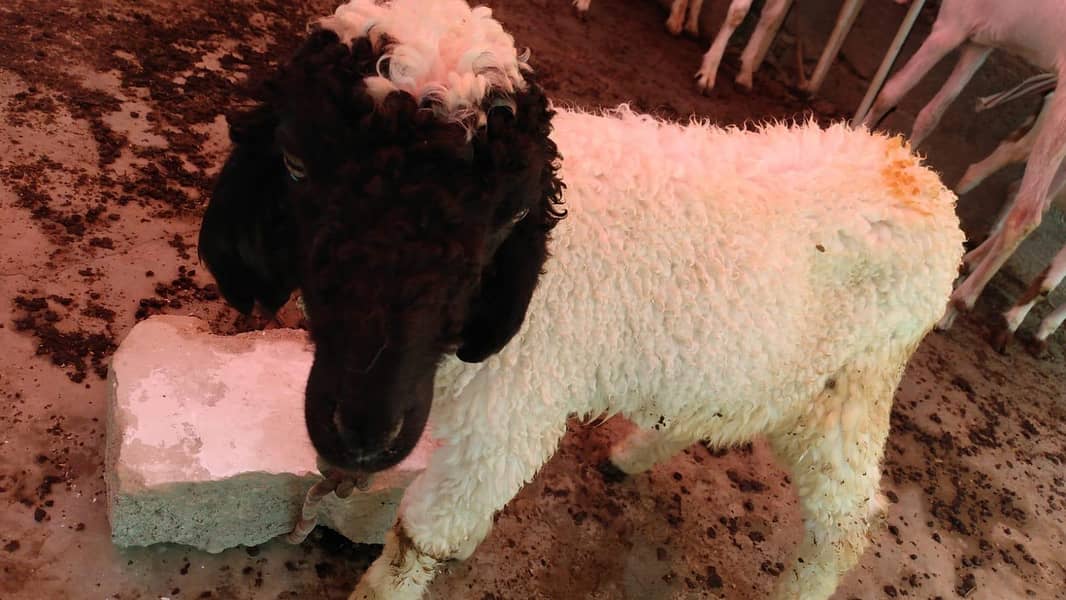 sheep 0