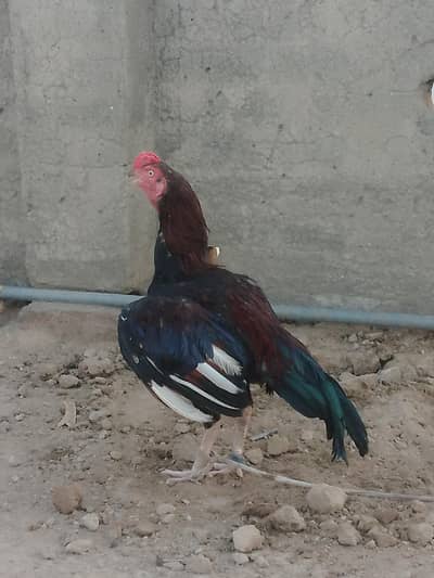 urgent for sale aseel murga