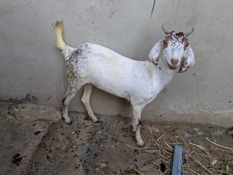 goats 0