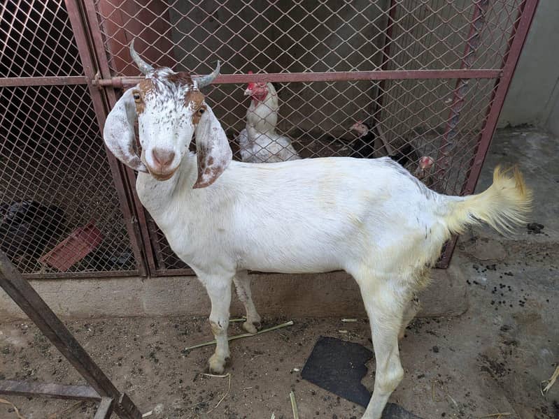 goats 1