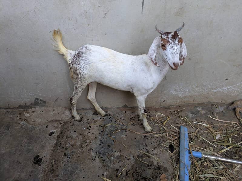 goats 2
