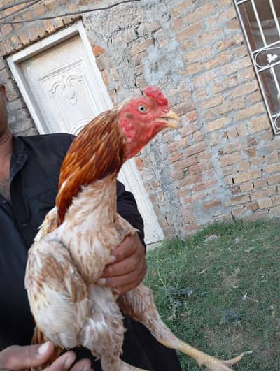 aseel peela