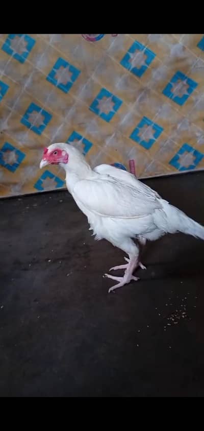 Pure Aseel Heera