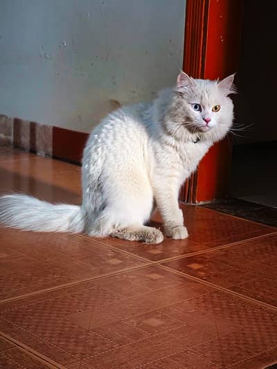 this cat is active play full and very com