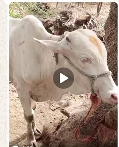 Gulabi bachra for sale