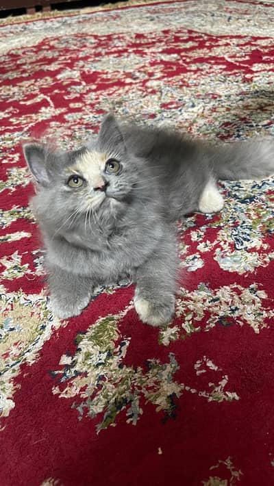kittens for sale