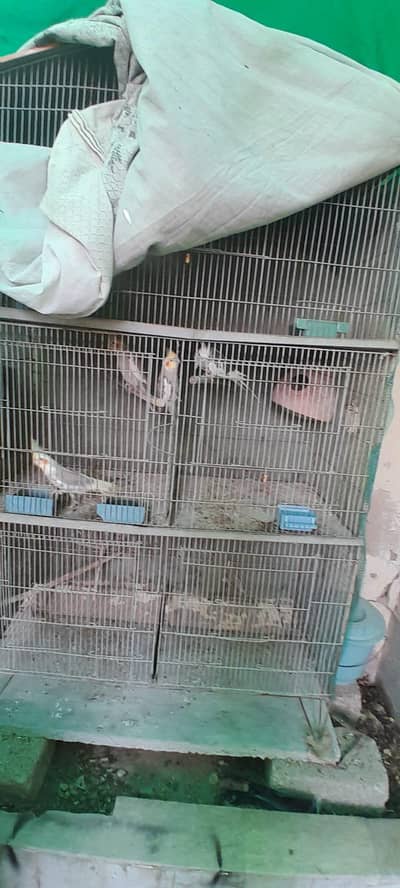 parrot for sale