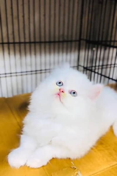 Persian cat triple kot,for sale,my WhatsApp 03476578922