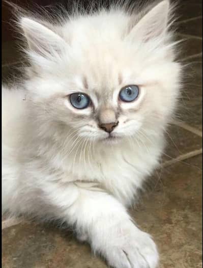 persian kittens available
