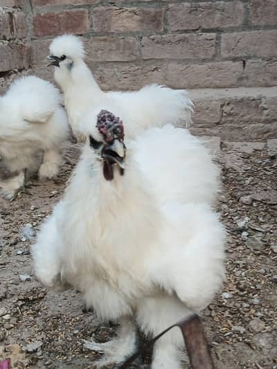 silkie pure breeder 2 female 1 male