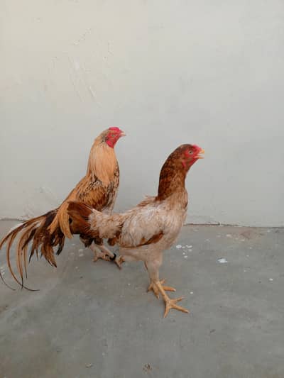 parrot beak cross mianwali