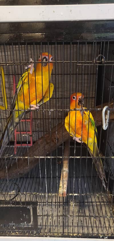 SunConure