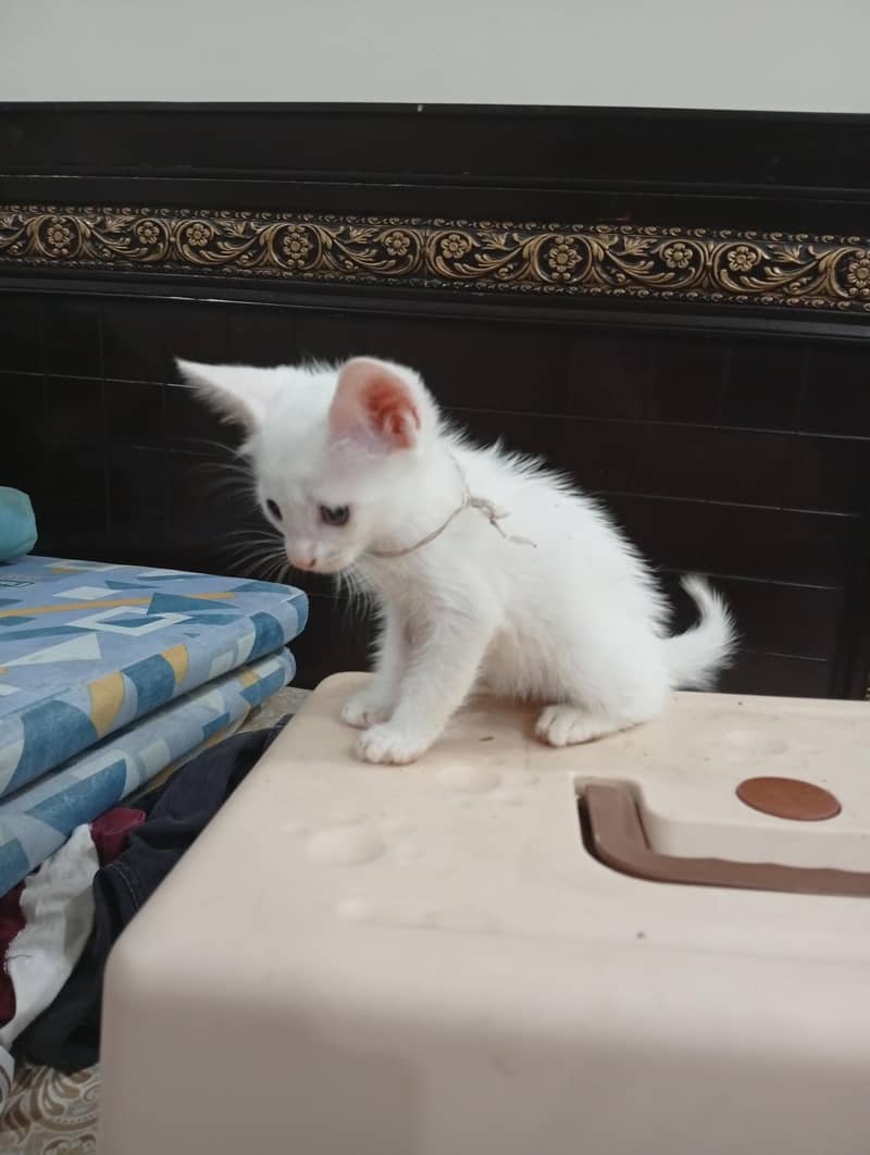 kittens 1