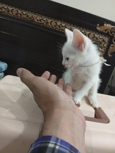 kittens