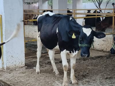 Hifer for sale