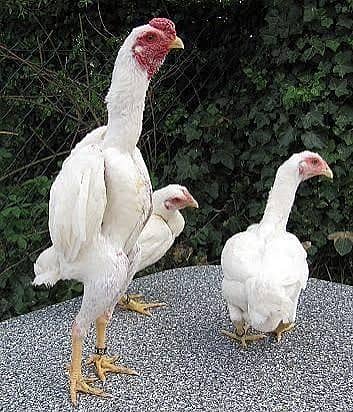White Ko Shamo Chicks – 10 Days Old | Healthy & Active