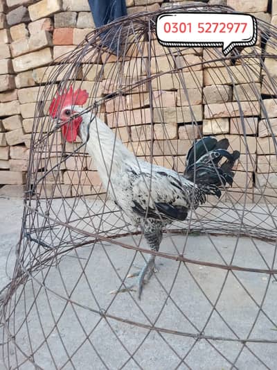 misri young Patha for sale
