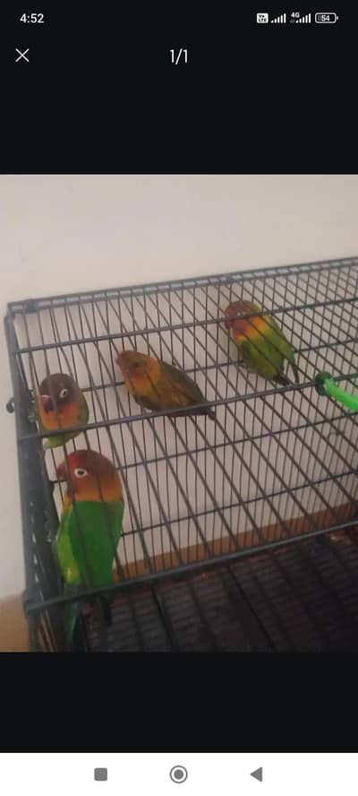 love birds for sale bridar pair location shimla Pahari abtabad
