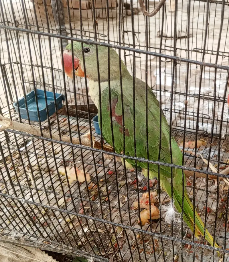 Rah parrot