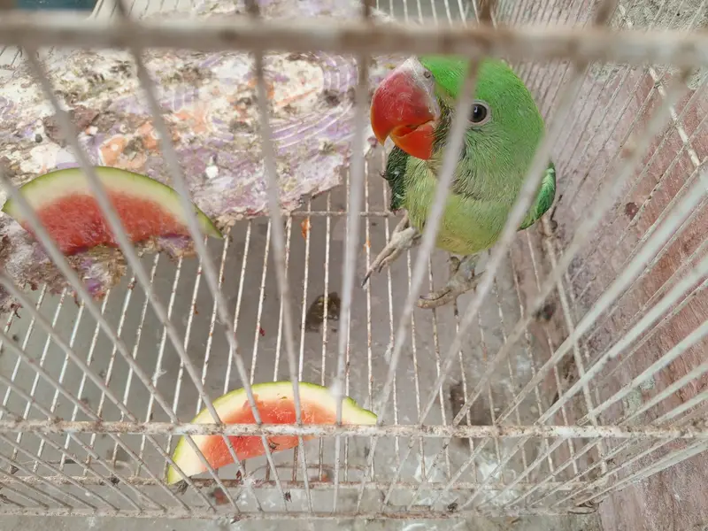 Rah parrot — photo 2