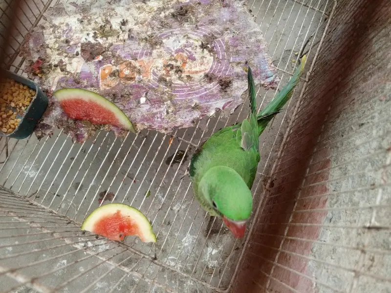 Rah parrot — photo 3