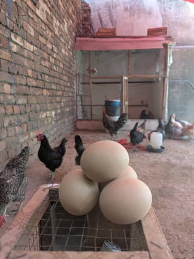 Desi Eggs (03444608899)