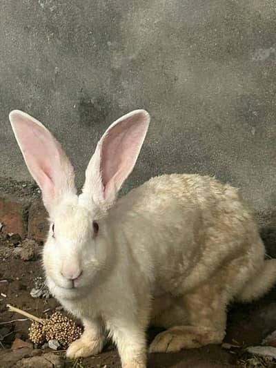 5kg blood line 3 females argent sale 03368792398