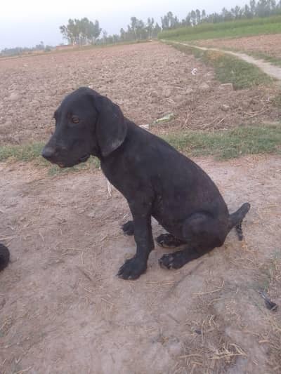 for sale