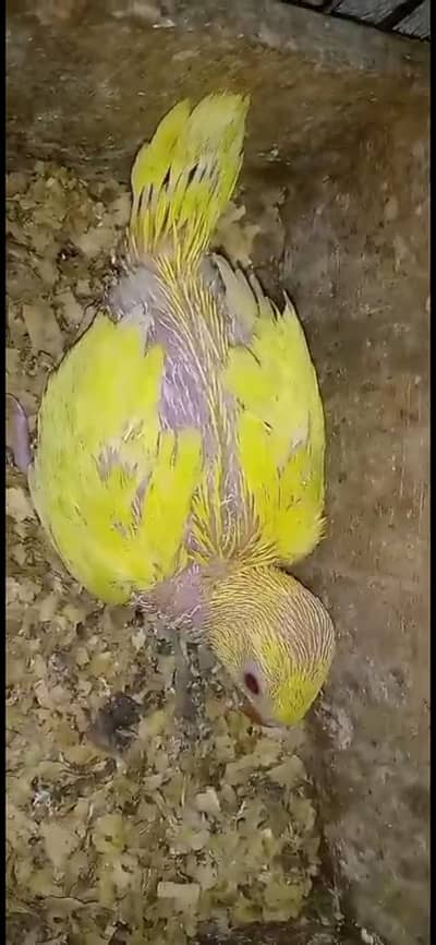 yellow chiks
