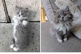 Persian Grey kittens | Triple coated Persian kittens for sale