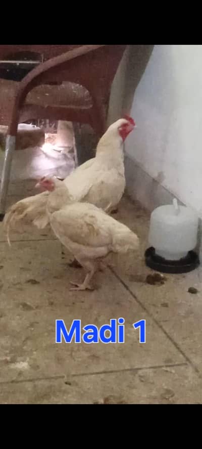 Aseel heera Pairs and Chicks Setup iron Cage