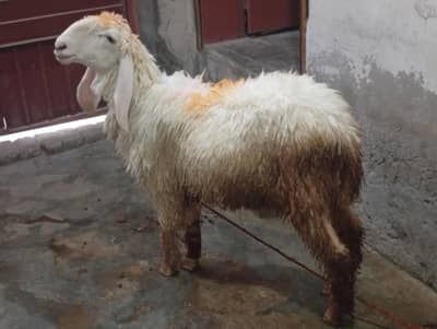 Chatra for sale