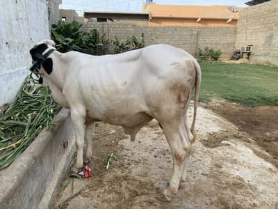 Bchda for sale