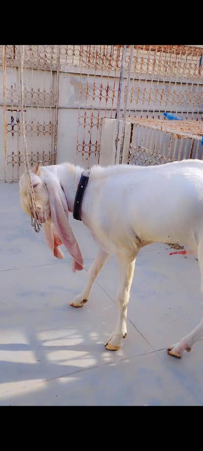 breeder gulabi bakra