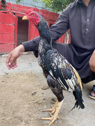 jawa phata avalibal contact 03035026442