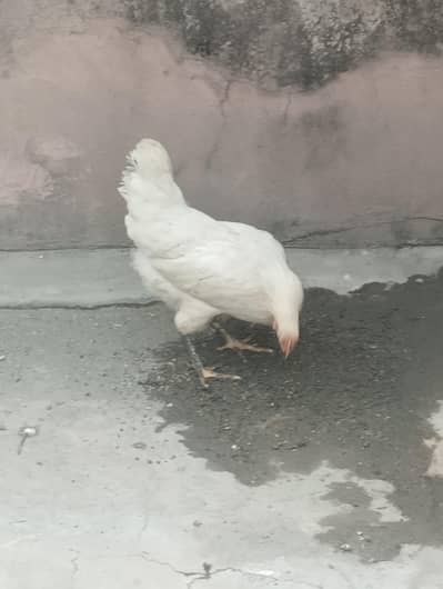 1 Murga 2 murgi for sale murgi andy dany shoro kia