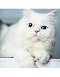 Kittens | Persian kittens | Triple coated white kittens for sale