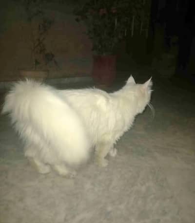 white cat Persian urgent sale