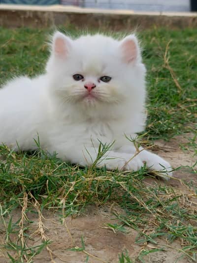Persian Kitttens Well Trained