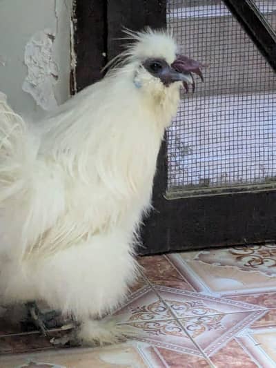 silkie pair