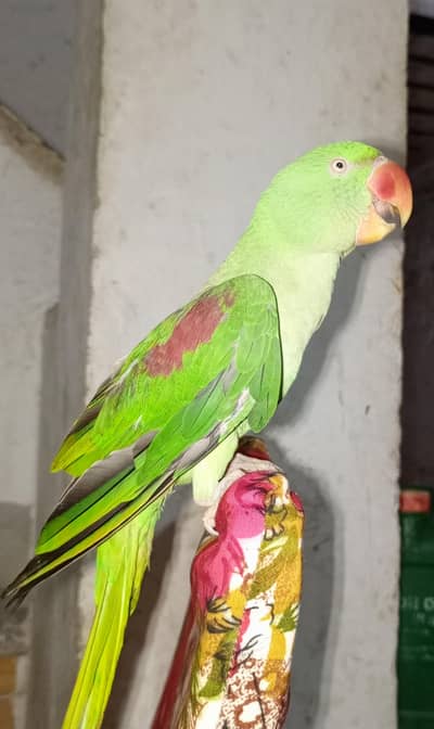Parrot ( Raw ). . 0322  6319 132